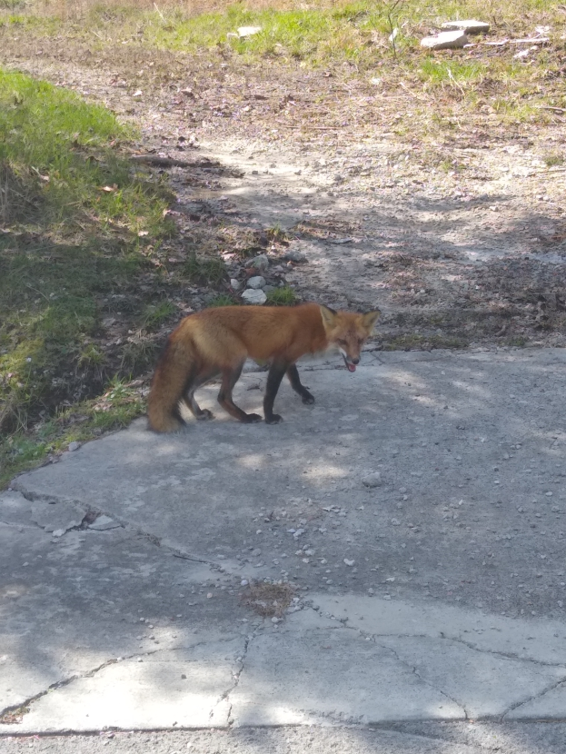 Ein Fuchs mit rotbraunem Fell und weißen Abzeichen steht wachsam am Straßenrand, umgeben von Gras und Steinen.