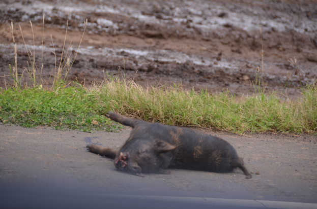 Ein Wildschwein, das auf der Seite einer Straße liegt, umgeben von Gras und Schlamm.