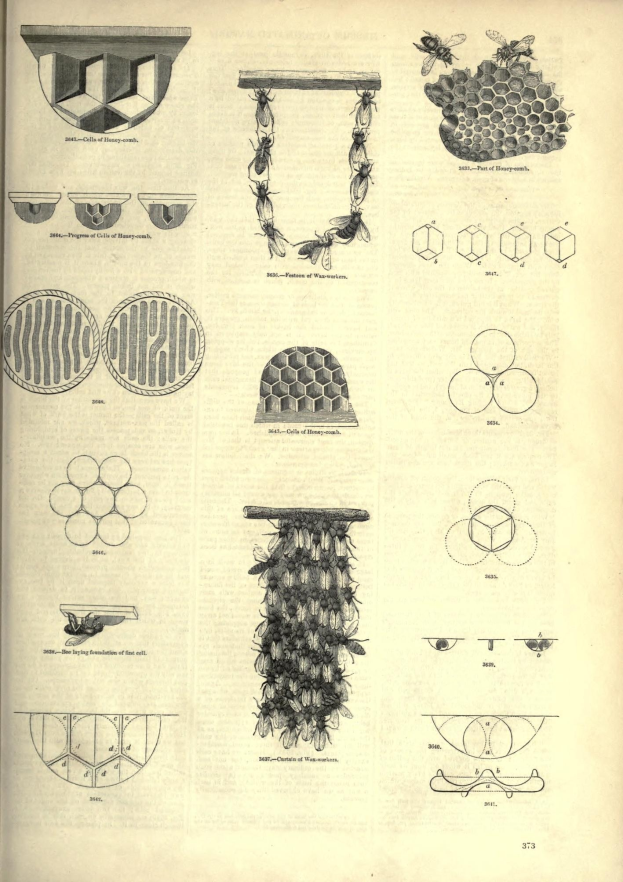 Ein aufgeschlagenes Buch mit einer Zeichnung eines Bienenstocks auf dem Cover, enth├Ąlt Bilder und Text ├╝ber den Aufbau des Stocks.