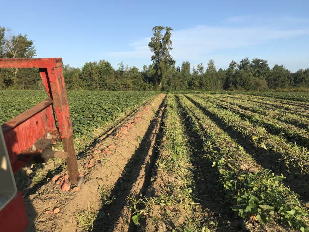 Ein grüner Traktor pflügt ein Sojabohnenfeld mit einer Egge im Vordergrund, umgeben von Bäumen und einem klaren blauen Himmel im Hintergrund.