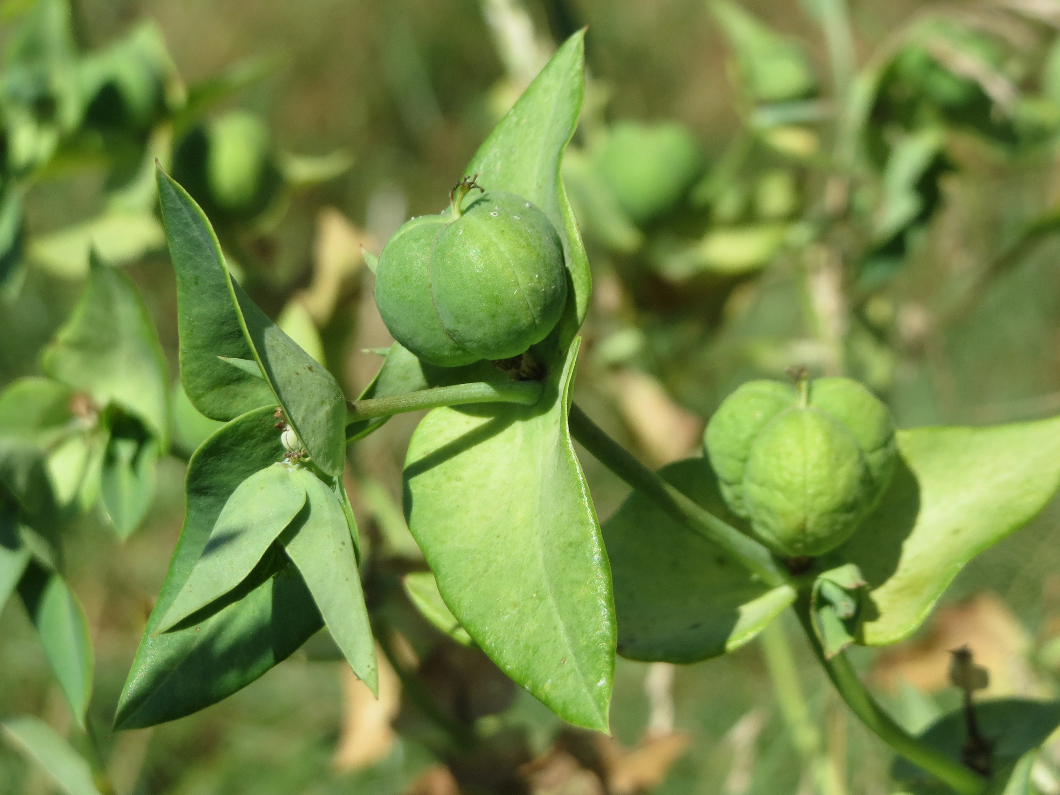Ein Nahaufnahme eines Plants mit grünen Blättern und Sauerkirschen, mit einem unscharfen Hintergrund.