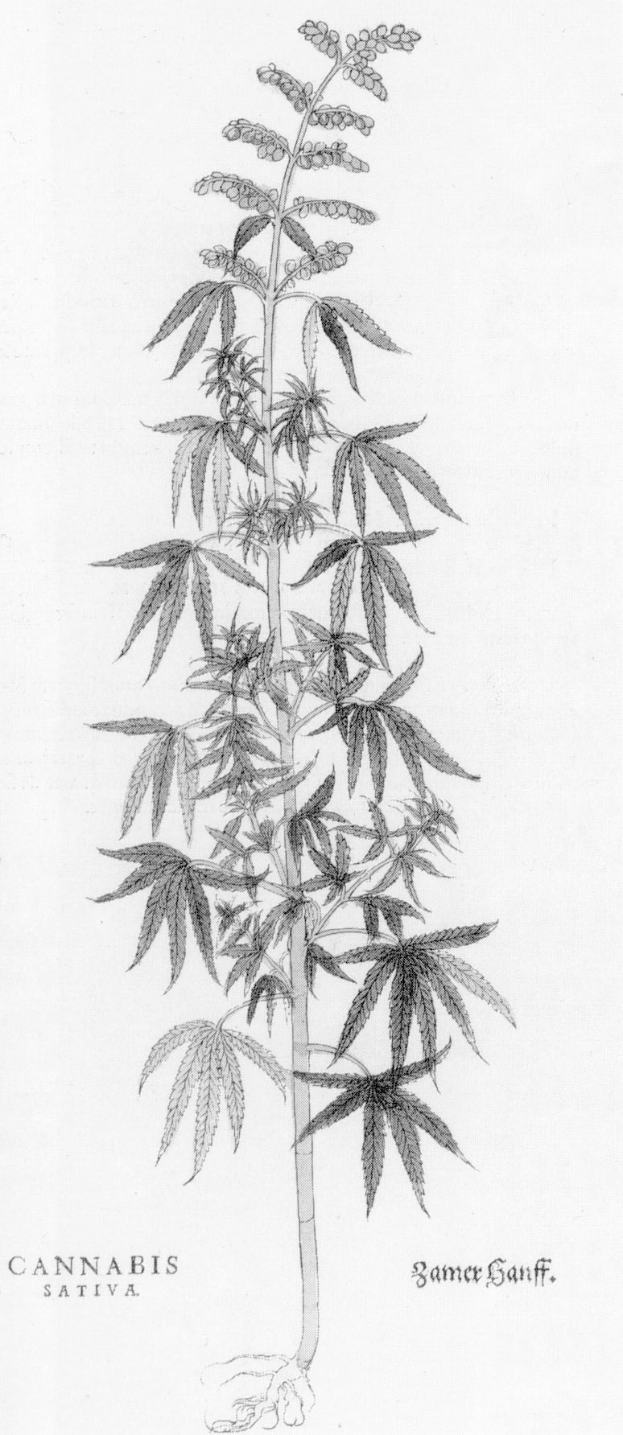 Marihuana-Anbau