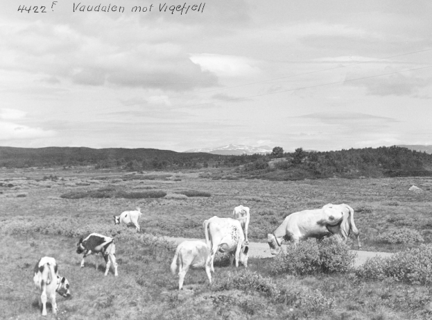 Zukunfts-Rind: Biohof krönt Sieger