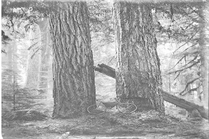 Schwarzes und weißes Foto eines Fahrrads, das in einem Rotbuchenwald umgeben von hohen Bäumen geparkt ist.