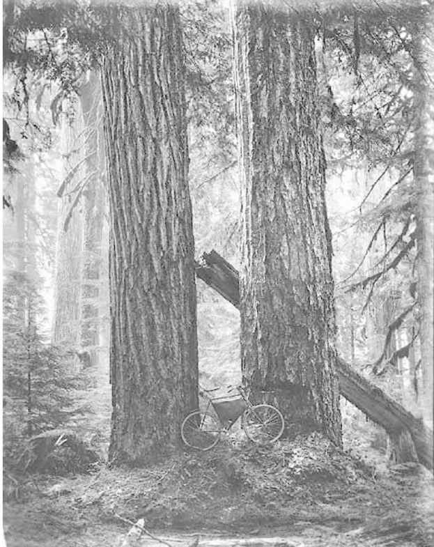 Schwarzes und weißes Foto eines Fahrrads, das in einem Rotbuchenwald umgeben von hohen Bäumen geparkt ist.