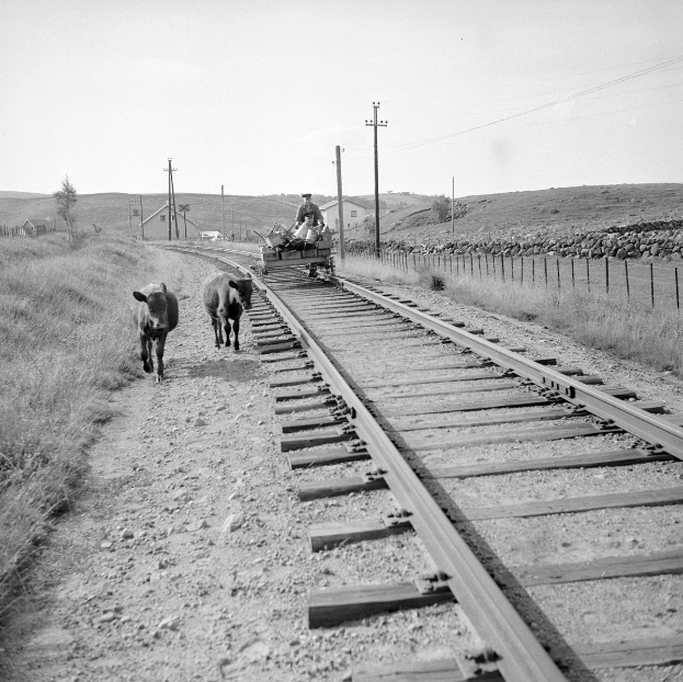 Schwarz-weiß-Foto von zwei Kühen, die auf den Eisenbahnschienen laufen, mit einer Person auf einem Fahrzeug im Vordergrund, Gras und einem Zaun auf beiden Seiten der Schienen und Häusern, Bäumen und Masten im Hintergrund unter dem Himmel.