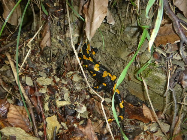 Europ├Ąischer Feuersalamander sitzend auf dem Boden in einem waldigen Gebiet, umgeben von trockenen Bl├Ąttern, Zweigen und Pflanzen.