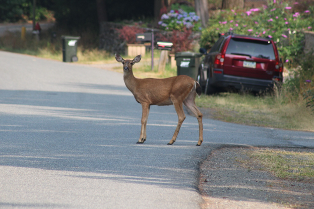Ein Hirsch überquert eine Straße vor einem Haus, mit einem Auto auf der rechten Seite und Bäumen, Pflanzen, Blumen und Mülltonnen im Hintergrund.