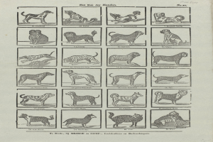 Offenes Buch mit Illustrationen und Text über verschiedene Hunderassen auf einer Seite.