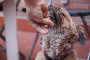Ein Hund steht in der Nähe einer Treppe mit Stühlen, während eine Person Hand nach oben streckt, alles vor einem orangen Hintergrund.