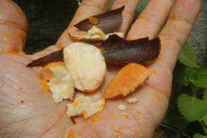 Zoll beschlagnahmt verdächtige Cashew-Nüsse und Kosmetika in Kassel