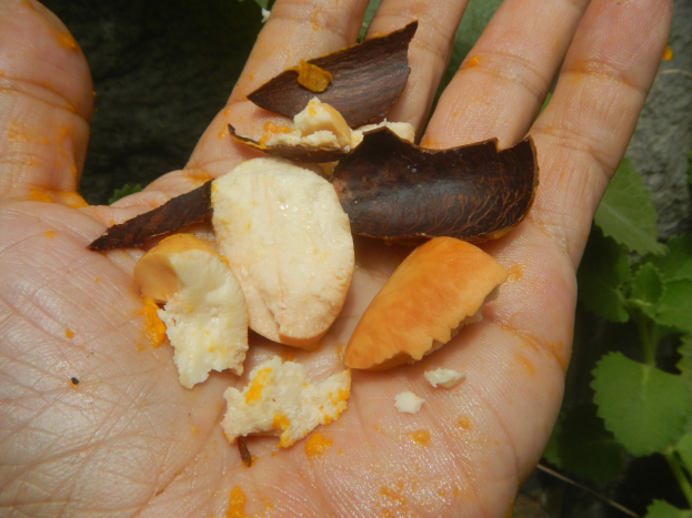 Zoll beschlagnahmt verdächtige Cashew-Nüsse und Kosmetika in Kassel
