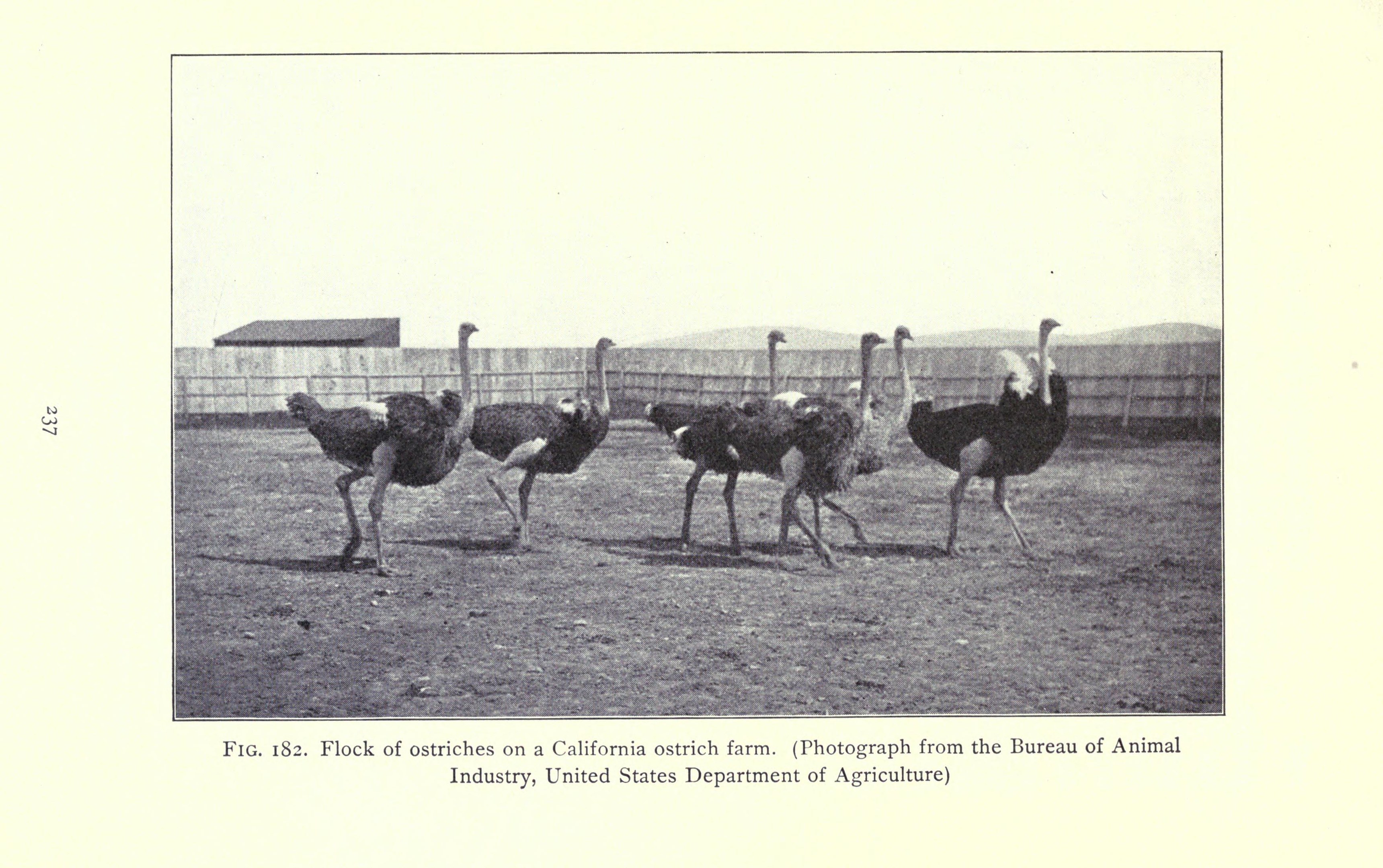 Eine Gruppe von Straußen steht auf einer Kalifornischen Straußenfarm, mit einem Zaun, einem Haus und Himmel im Hintergrund und Text unten auf dem Bild.