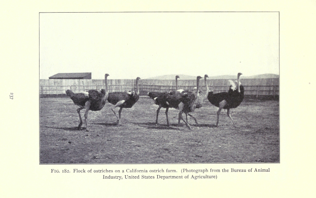 Eine Gruppe von Straußen steht auf einer Kalifornischen Straußenfarm, mit einem Zaun, einem Haus und Himmel im Hintergrund und Text unten auf dem Bild.