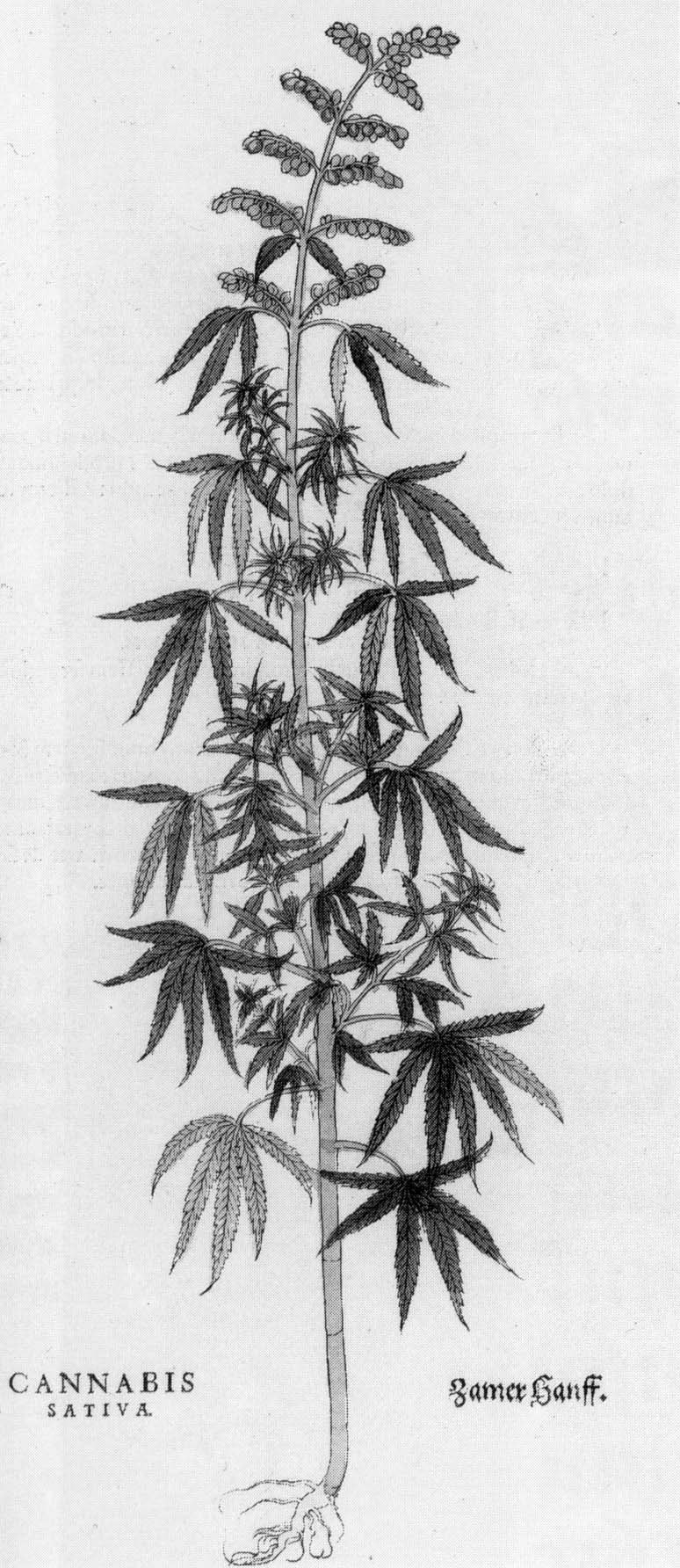 Wiesbadener Cannabis-Forschungsprojekt zur Abgabe über Apotheken abgelehnt