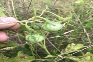 Eine Hand, die einen Bund grüner Tomaten mit sichtbarem Schimmel h├Ąlt, umgeben von Pflanzen und Gras im Hintergrund.