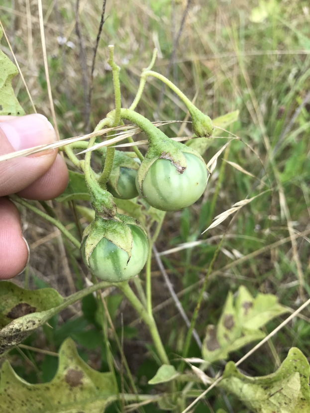 Eine Hand, die einen Bund grüner Tomaten mit sichtbarem Schimmel h├Ąlt, umgeben von Pflanzen und Gras im Hintergrund.