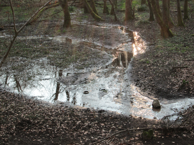 Ein kleiner, stiller Tümpel klaren Wassers im Wald, der die umliegenden Bäume und trockenen Blätter spiegelt.