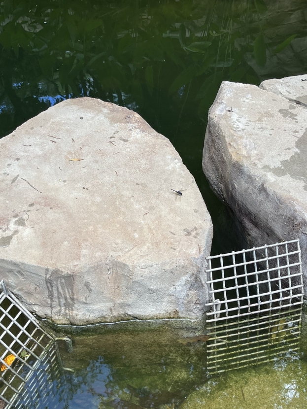 Ein stiller, klarer Teich mit einem großen Felsen in der Mitte, umgeben von einem Metallkäfig, und ein paar Blätter, die auf der Wasseroberfläche treiben.
